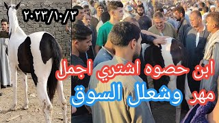 اسعار الخيل بسوق الزقازيق اليوم٢٠٢٣/١٠/٣ واشتريت اجمل مهر بالسوق كله بيكسب آلاف مبعهتوش الكل عايزه