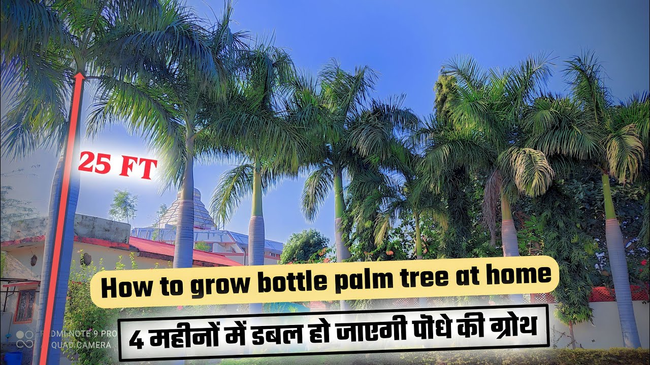 🔴 how to grow bottle palm tree at home 🏠 || bottle palm || bottle palm plant