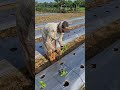 Farmers harvest curly cayenne peppers -Agriculture #shorts