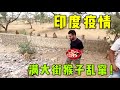 印度疫情全面失控，街頭淪為動物的樂園，猴子和牛滿大街都是！