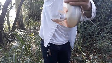 Natural fishing||câu cá thiên nhiên miền tây||minh đức mt