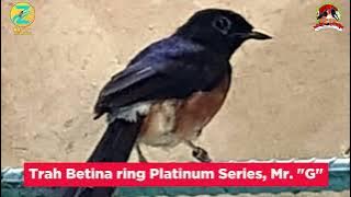 Trah Betina Ring Platinum Series, Mr  'G'  Kbm BF