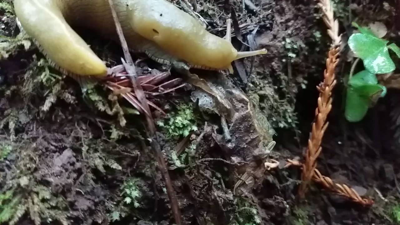 camera iphone 8 plus apk Another awesome banana slug