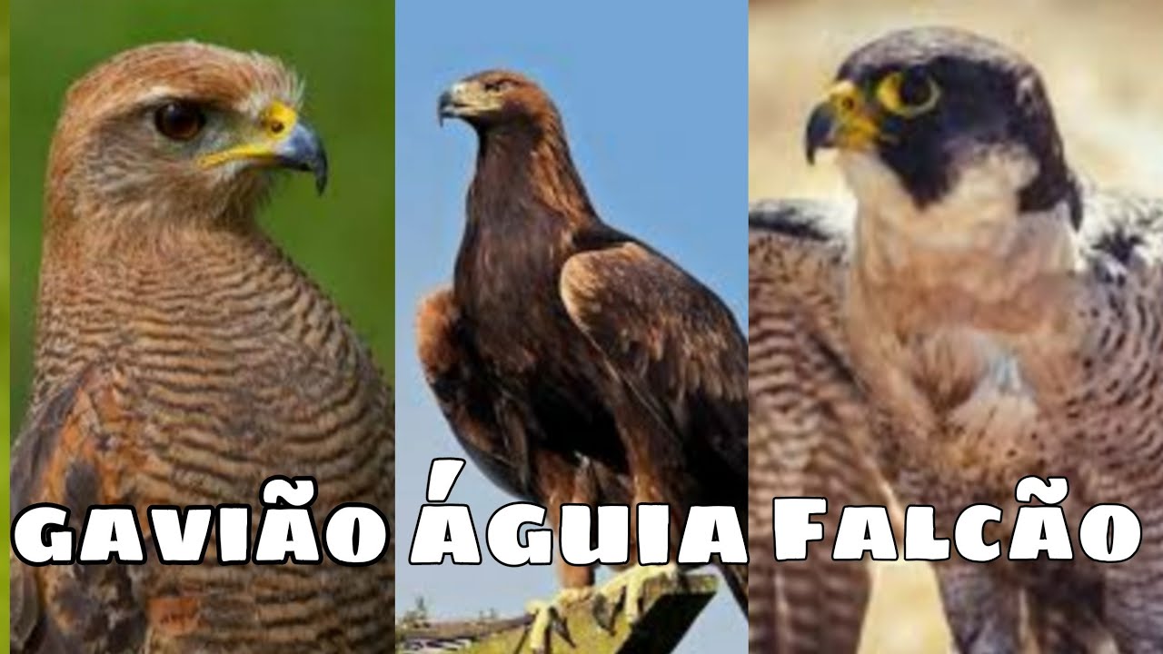 QUAIS AS DIFERENÇAS ENTRE GAVIÃO,FALCÃO E ÁGUIA VEJA TODAS AS ...