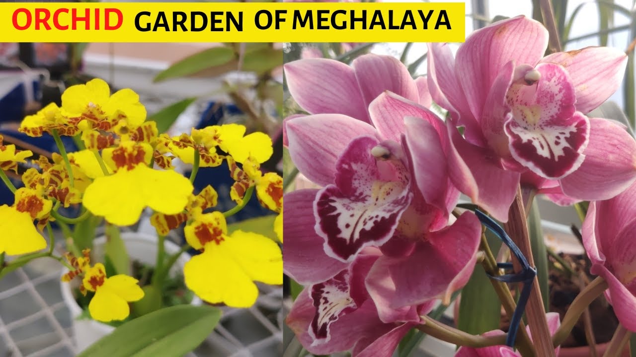 Orchid Garden Of Meghalaya Orchid Nursury Of Shillong Orchidarium