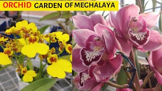 Orchid Garden Of Meghalaya || Orchid Nursury  Of Shillong || Orchidarium