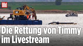 🔴 TAG 21 – Die Rettung vom Ostsee-Wal Timmy im Livestream | BILD LIVE