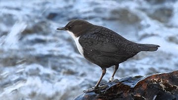 Dipper (Strömstare), Forsbacka Bruk, Sweden