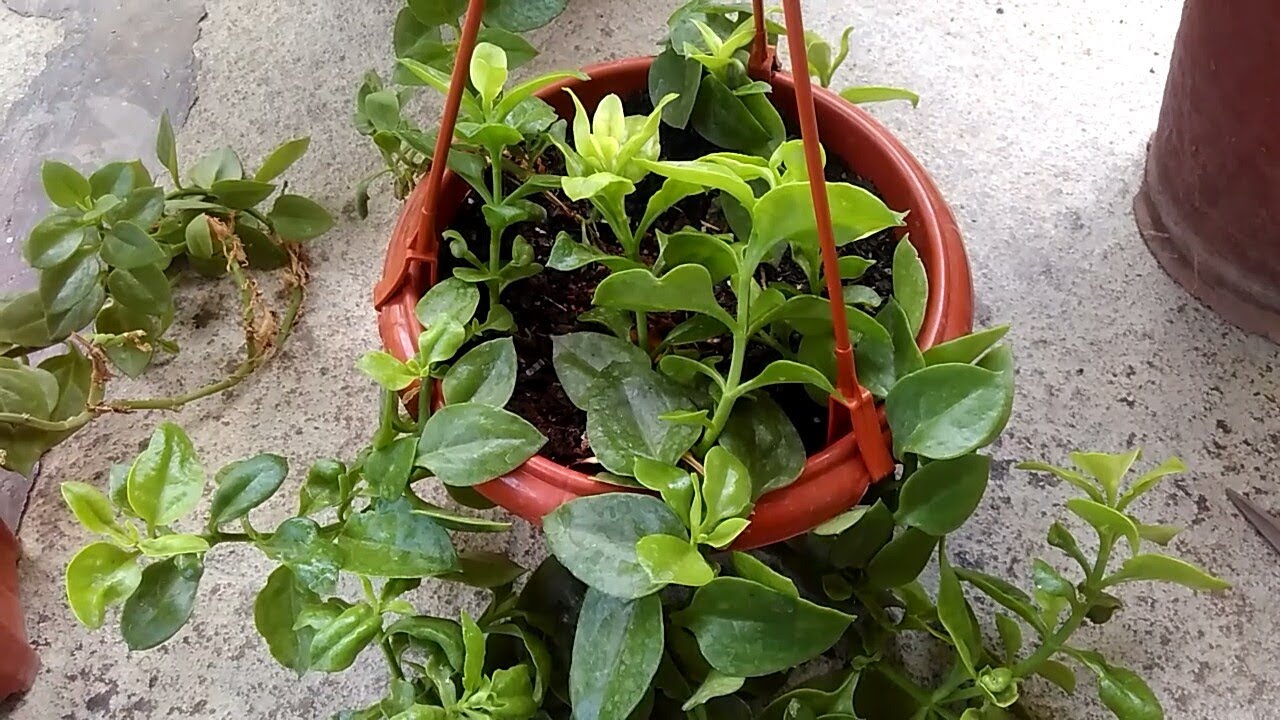 How to care and propagate baby sun rose YouTube