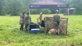 AKC Junior Retriever Hunt Test