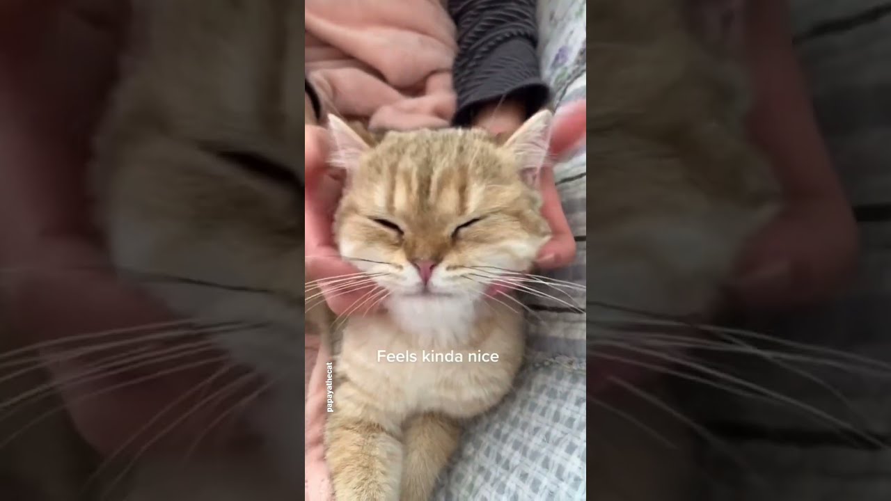 How To Give Your Cat A Head Massage Shorts