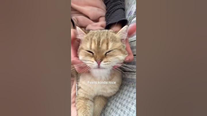 How to give your cat a head massage #shorts