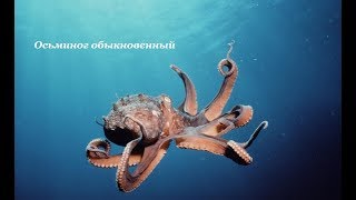 100. Осьминог Обыкновенный 7,03 Кг.  Галапагоссы