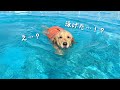 泳げなかった愛犬が、今年初プールで突然泳げるようになりました
