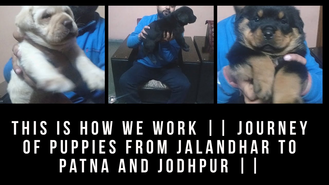 This Is How We Work Journey Of Puppies From Jalandhar To Patna