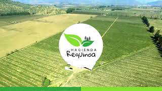 Proyecto Hacienda Requínoa