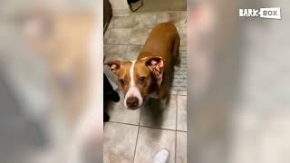 Make Your Dog Happy