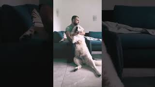 Morning routine with my maremma #doglover #dogdad