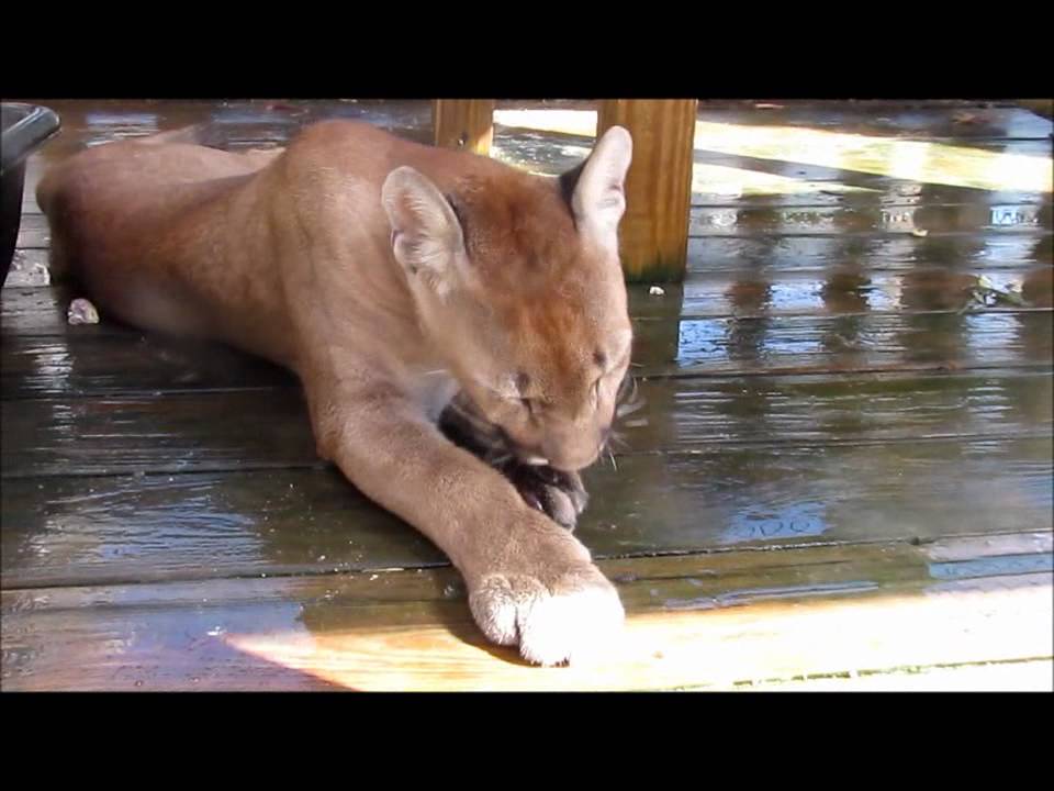 Puma's Purr and Meow - YouTube