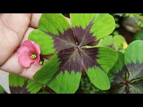 Video: Four-leaf Oxalis