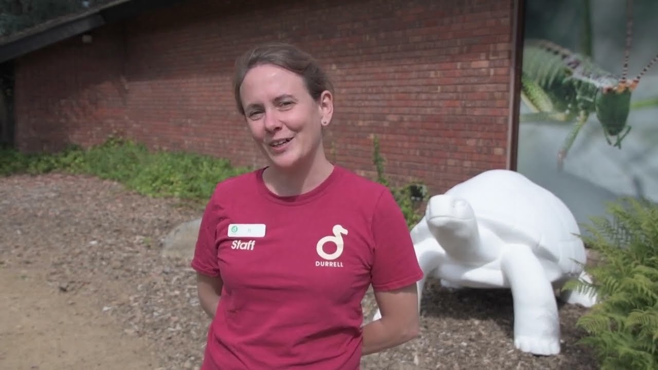 Tortoise Takeover Creative Learning Programme