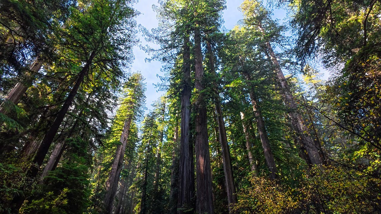 Hike on Nickerson Ranch and Mill Creek Trails in Redwood National Park in Crescent City, California!