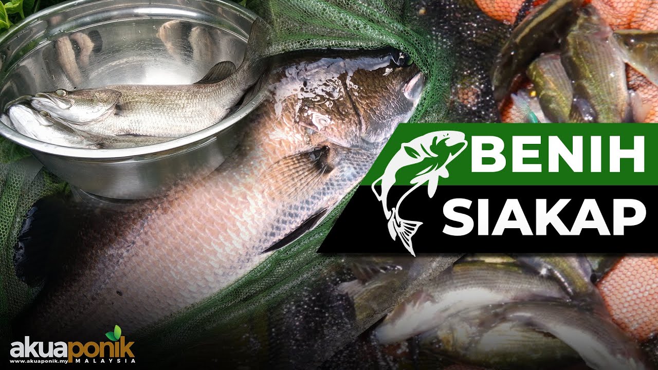 Susah Ke Bela SIAKAP Guna AIR PAIP Di Rumah Ni??? | Rawatan Air & Penjagaan SIAKAP Untuk Beginner