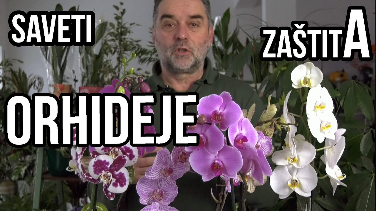 Orhideje- održavanje i zaštita