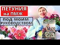 ПЕТУНИЮ высаживаем на ПМЖ под моим РУКОВОДСТВОМ