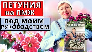 ПЕТУНИЮ высаживаем на ПМЖ под моим РУКОВОДСТВОМ