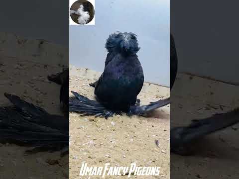 #bukhara #pigeonhouse #fancyanimal #pigeonsale #kabutar #fancypigeons #fancybird #pigeon #kabootar