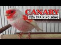 Mosaic CANARY 12h Training Song Mosaic CANARY 12h Training Song
