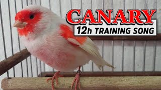 Mosaic CANARY 12h Training song