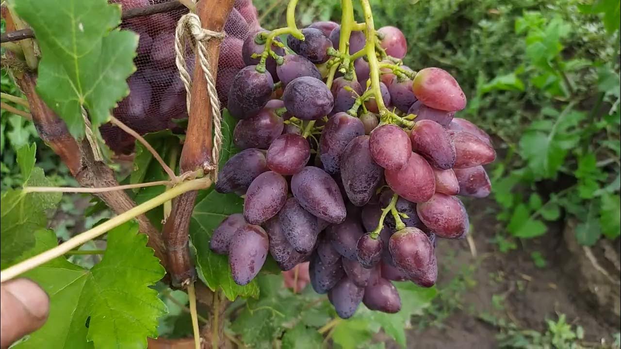 Виноград центурион описание сорта фото отзывы видео фото - Arhids.ru