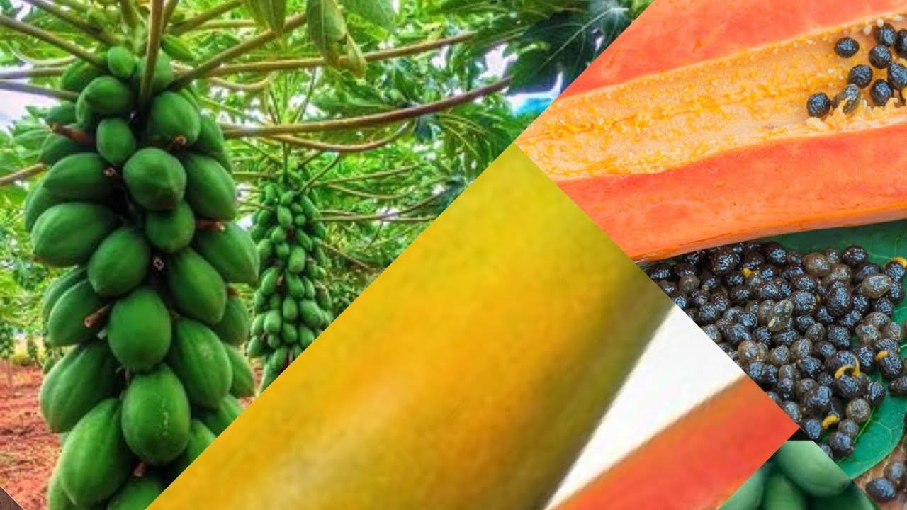 Pawpaw Seeds And Fruits - Dwarf