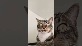 #ops #funny #memes #fails #viral #cat #viralvideo #shorts #shortvideo #popular