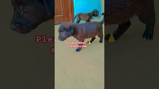 Please Bhai Support Please Subscribe