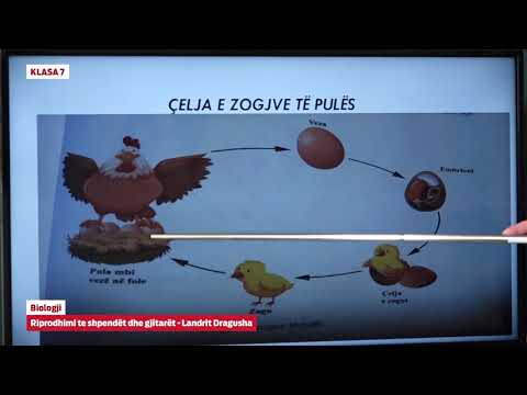 Video: Mbarështimi i mizave: organet riprodhuese, vendosja e vezëve, zhvillimi i larvave dhe cikli i jetës