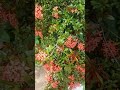 Cual es el nombre de esta planta en tu país?