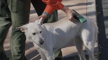 Pet Microchip Readers - San Diego County Sheriff