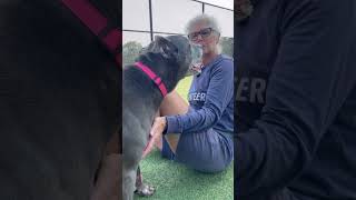 The Promise of Bluebell Kisses and Drool #wesaveeachother #rosiefund #shorts