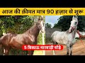 5 marwari mare for sale in one