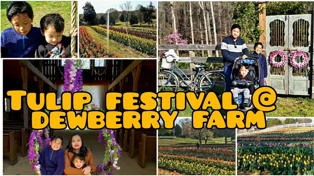 US LIFE TULIP FESTIVAL DEWBERRY FARM, NC YouTube