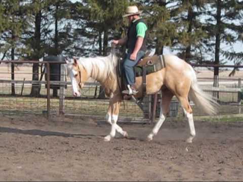 DIRTY BONANZA - 2008 APHA Palomino Overo Gelding -...