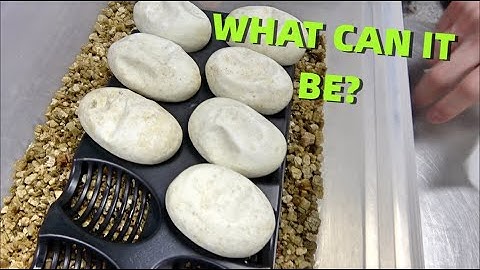 Hatching Out Ghost Ball Python Combos! What Did We Make?