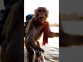 vlog 3 mr.bandaroo #ai #asmr #comedy #monkey