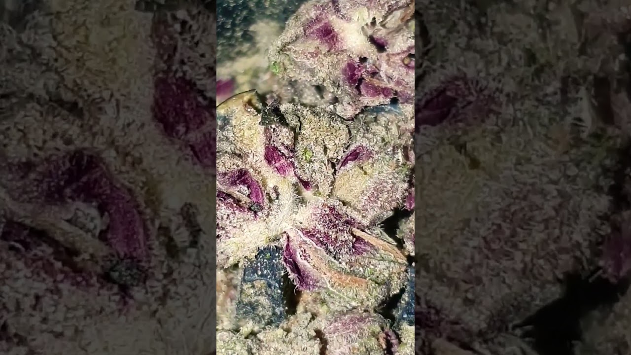 Ceres No. 2 Slurricane Mint 