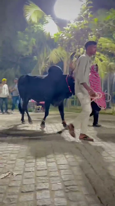 Pettakaali. Isha Maha Shivratri nyt#manchuvirattu#jallikattu #jallikattukalai #kaalai #black #white