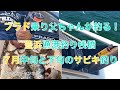 プラド乗り父ちゃんのサビキ釣り　7月中旬と下旬の豊浜漁港釣り桟橋の二日間