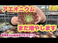 【多肉植物】まだまだ増やします❣️新品種のアエオニウム 😊2026年5月4日